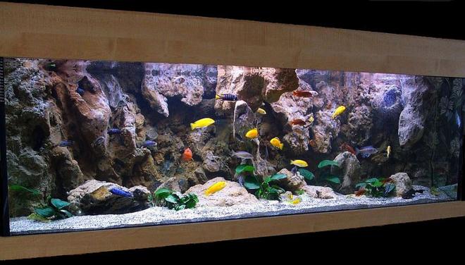 180 gallons freshwater fish tank (mostly fish and non-living decorations) - Malawi Cliff setup