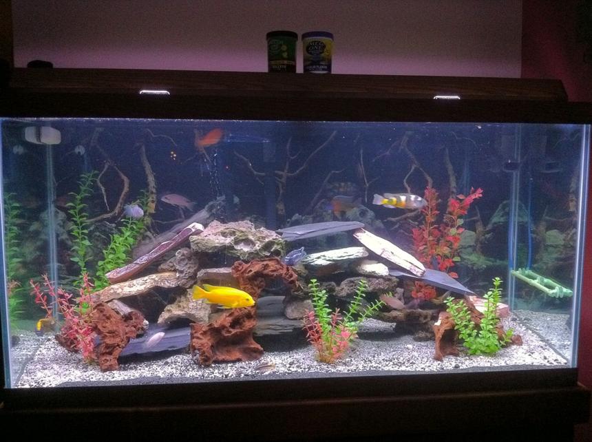 Rated #81: 90 Gallons Freshwater Fish Tank - This is my 90 gallon fish tank that is prodominently african cichlids.  Some of the fish include peacocks, tropheous, kibenesis, clown loach, red tail shark, catfish, lemon jack and many other africans.  I run a fluval fx5 filter that i would highly reccomend.  Thanks for looking at my fish tank and thanks for the votes.