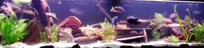 55 gallons freshwater fish tank (mostly fish and non-living decorations) - 125 gallon tank w/21 mixed cichids. Why? Because I was told not too. I never have been good at listening to directions. Oh yea 2 Rainbow Sharks 1 Algae eater and 1 Cherry Loach(test)...if he's still alive \'ve not seen em in 2 weeks. THIS IS ONLY A THIRD OF TANK  :(