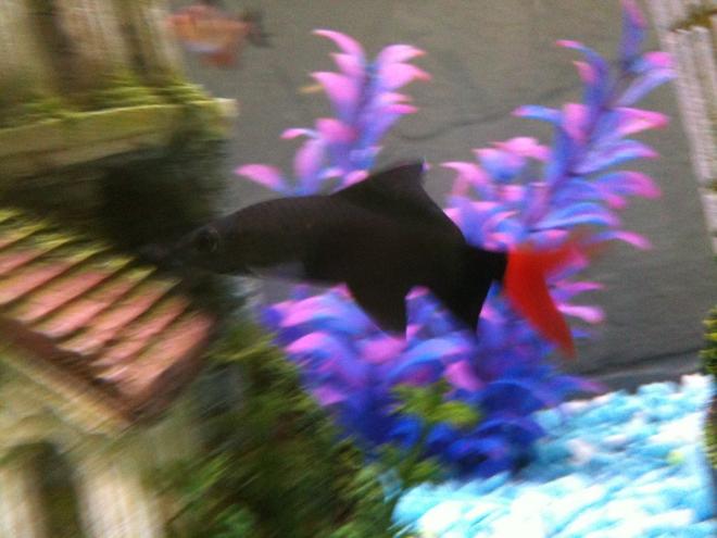 freshwater fish - epalzeorhynchos bicolor - redtail shark stocking in 36 gallons tank - Red Tail Shark.