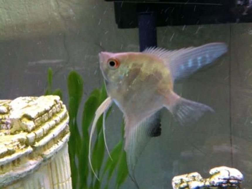 Rated #1149: Freshwater Fish - Pterophyllum Sp. - Silver Zebra Angel Stocking In 36 Gallons Tank - Angel fish