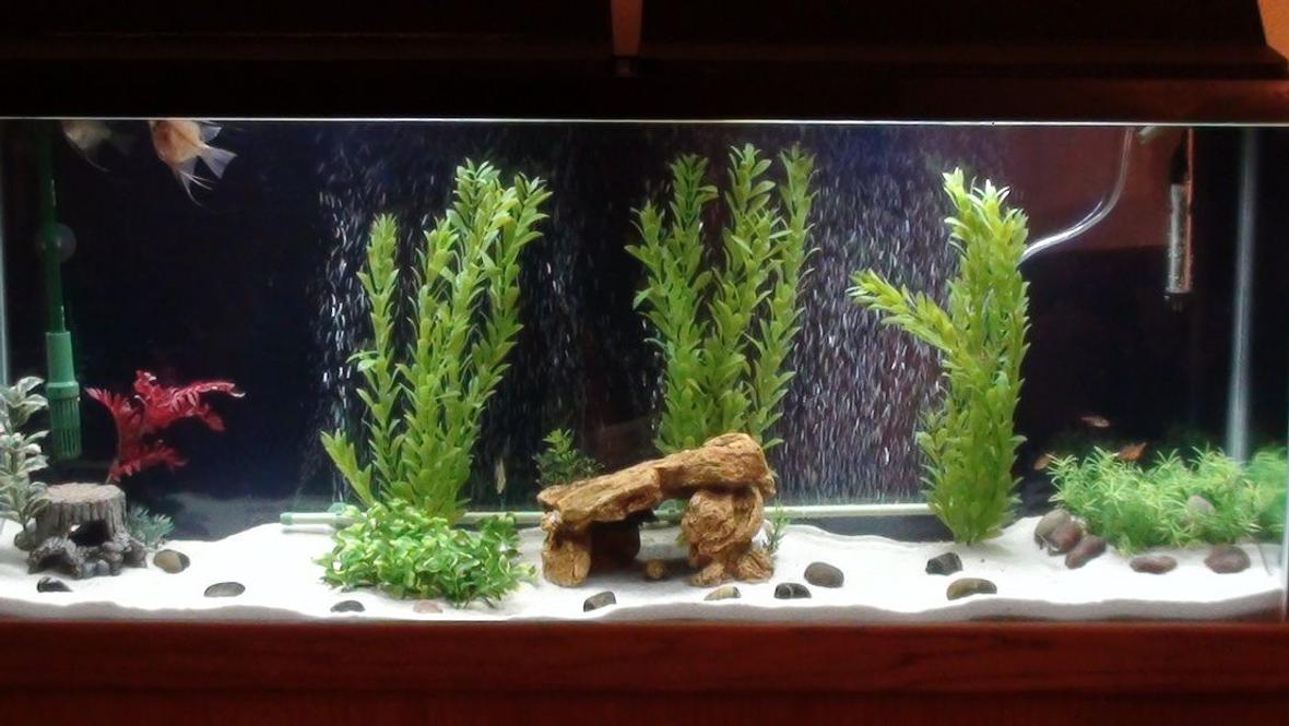 55 gallons freshwater fish tank (mostly fish and non-living decorations) - My Newest 55 Gallon freshwater tank!!