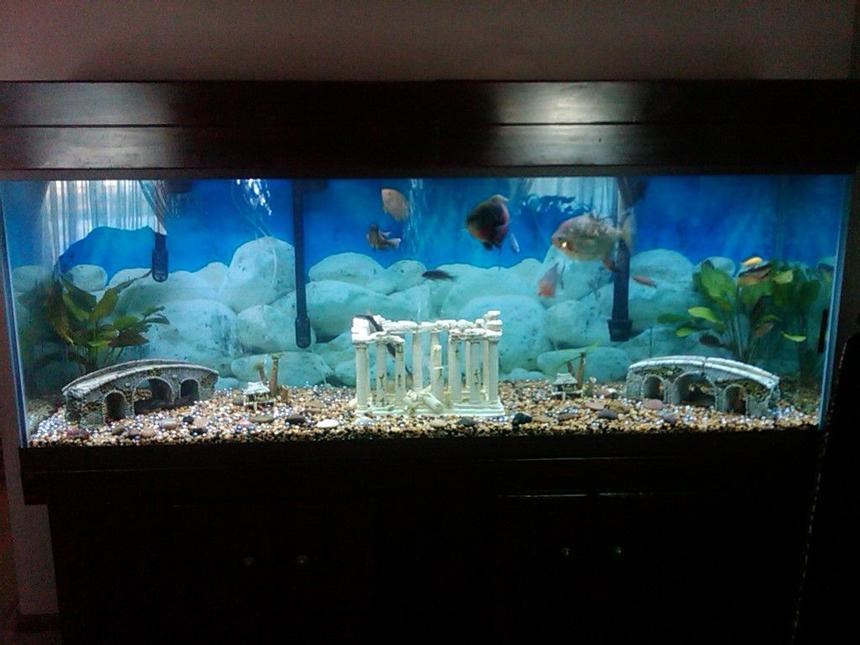Rated #204: 150 Gallons Freshwater Fish Tank - 150 Gallon tank, with custom made canopy, 2 Emperor 400 filters, 2 Red Flame Sword plants, 1 in each corner, 3 Oscars, 1 large Red Hook, 1 Pacu, 2 Jack Dempsey's, 2 Plecostomus, 1 large Shovel Nose Cat fish, 1 Florida Gar, 1 Green Terror, 1 Green Severum