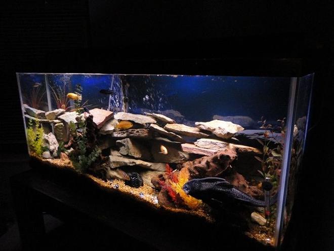 55 gallons freshwater fish tank (mostly fish and non-living decorations) - CHICLID HEAVEN