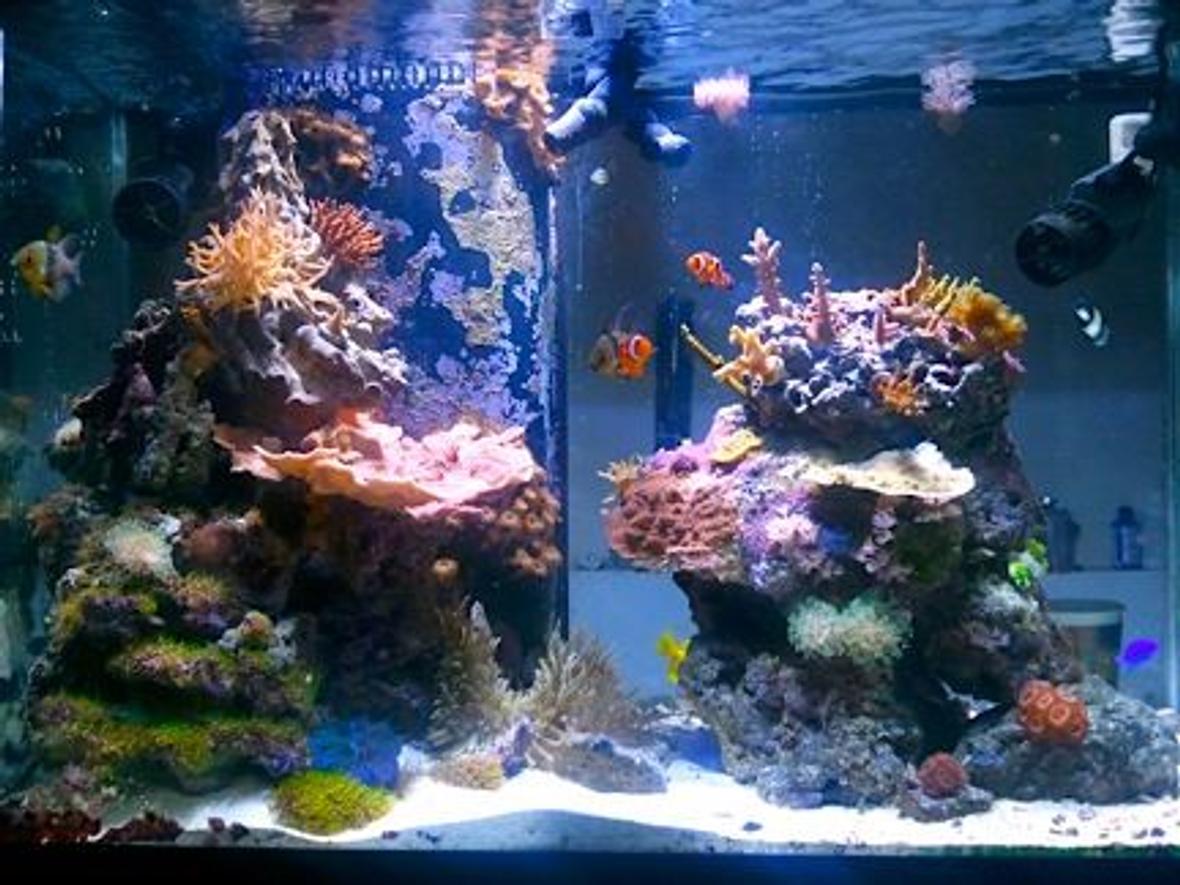 65 gallons reef tank (mostly live coral and fish) - Transition from a mix reef to the SPS dominated direction. An thats it.