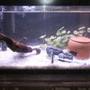 55 gallons freshwater fish tank (mostly fish and non-living decorations) - bristle nose pleco tank, tyring to breed.