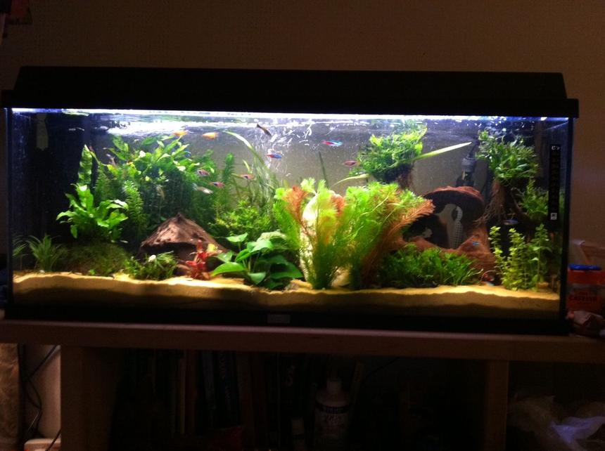 Rated #56: 27 Gallons Planted Tank - My tank