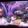 55 gallons reef tank (mostly live coral and fish) - new pics of my tank.i noticed that my tank was labled as a reef tank.it is NOT a reef tank,its a freshwater tank. i just wanted the look of a reef tank.
