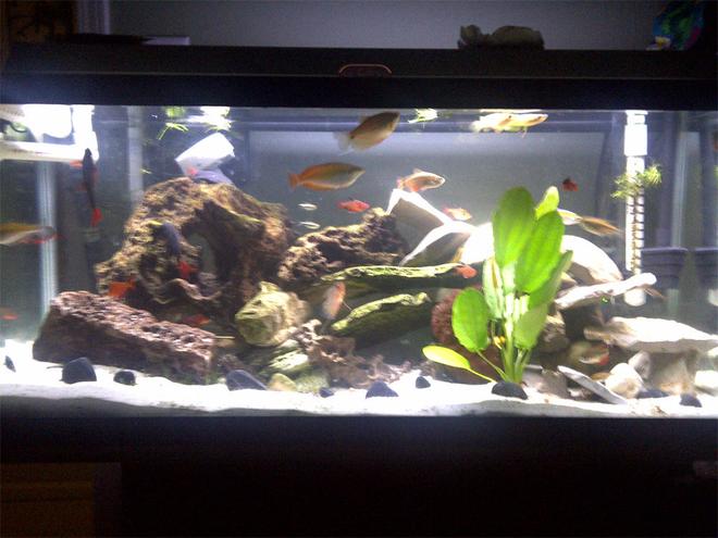 30 gallons planted tank (mostly live plants and fish) - 30 gal over 30 fish community live plant