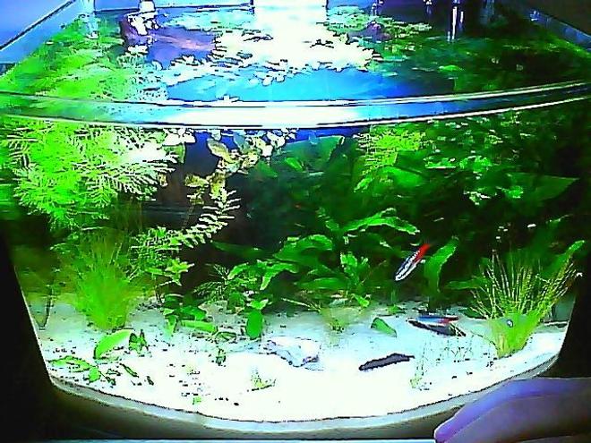 3 gallons planted tank (mostly live plants and fish) - the jicotope