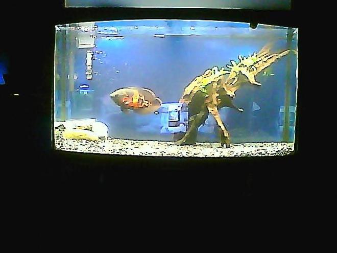 3 gallons freshwater fish tank (mostly fish and non-living decorations) - glenn the tiger oscar, who is a homosexual