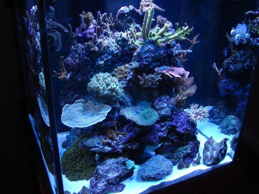 Rated #17: 60 Gallons Reef Tank - My 60 Gallon cube with SPS, LPS, Softies, and Clams.