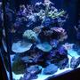 60 gallons reef tank (mostly live coral and fish) - My 60 Gallon cube with SPS, LPS, Softies, and Clams.