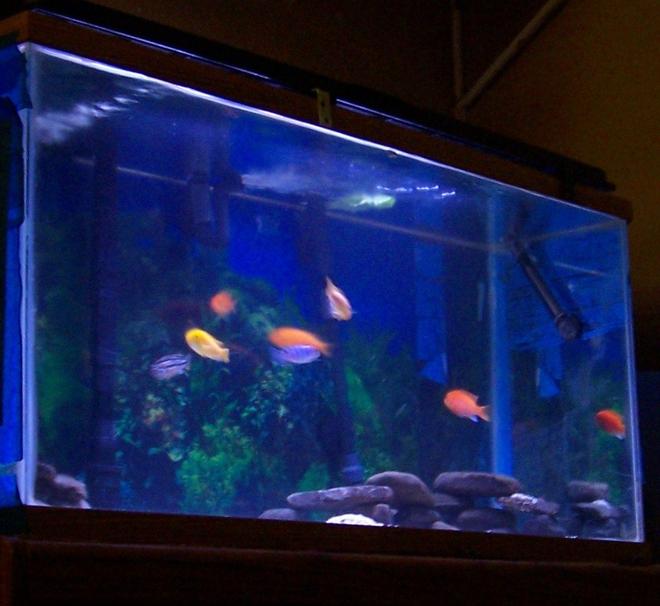 40 gallons freshwater fish tank (mostly fish and non-living decorations) - 40G mbuna Marinland bio wheel + Fluval canister