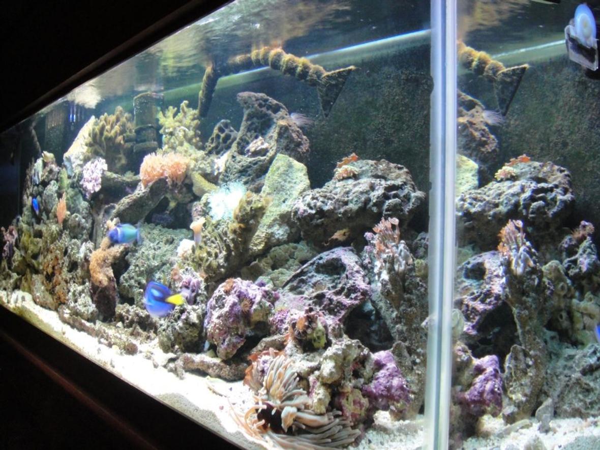125 gallons reef tank (mostly live coral and fish) - my reef is my love.... my wife thinks more than her....