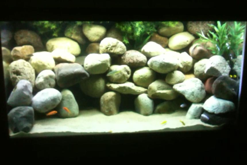 Rated #90: 120 Gallons Freshwater Fish Tank - 120 gallon african "mbuna" cichlids aquarium