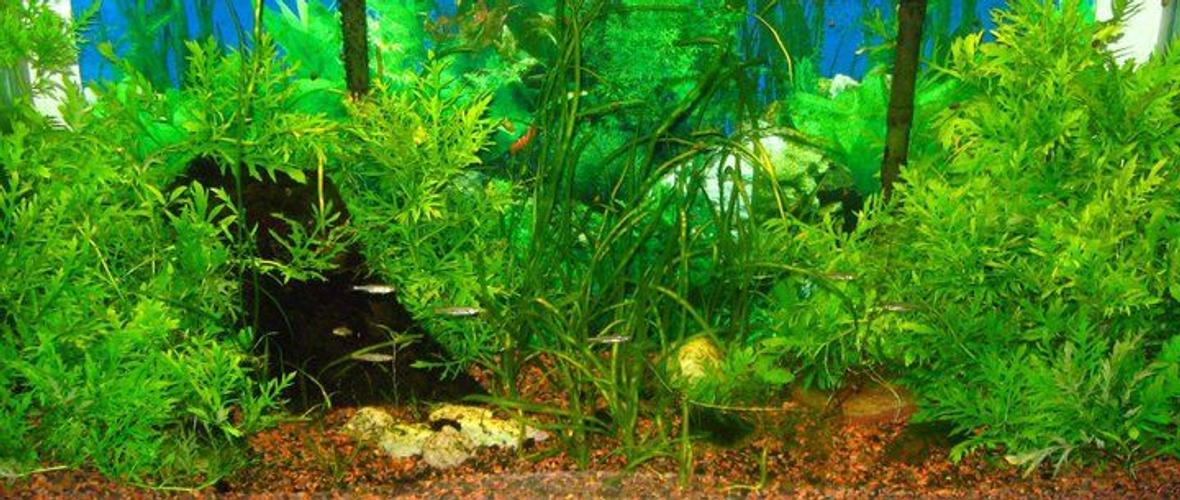 35 gallons planted tank (mostly live plants and fish) - This is my 30-odd gallon native tank. With the exception of the hygrophila difformis everything in the tank is native to Ontario's waterways.