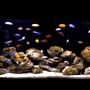 55 gallons freshwater fish tank (mostly fish and non-living decorations) - african cichlid family