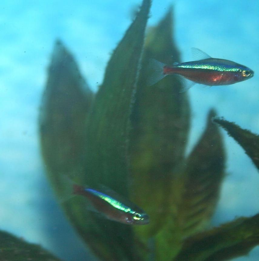 Rated #1180: Freshwater Fish - Paracheirodon Axelrodi - Cardinal Tetra Stocking In 36 Gallons Tank - Cardinal Tetras
