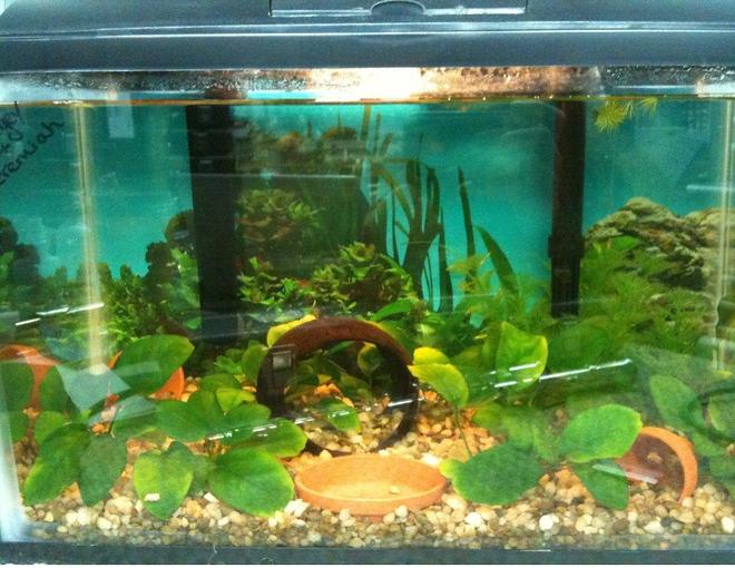 25 gallons planted tank (mostly live plants and fish) - African Dwarf Frogs and anubias barteri nanas