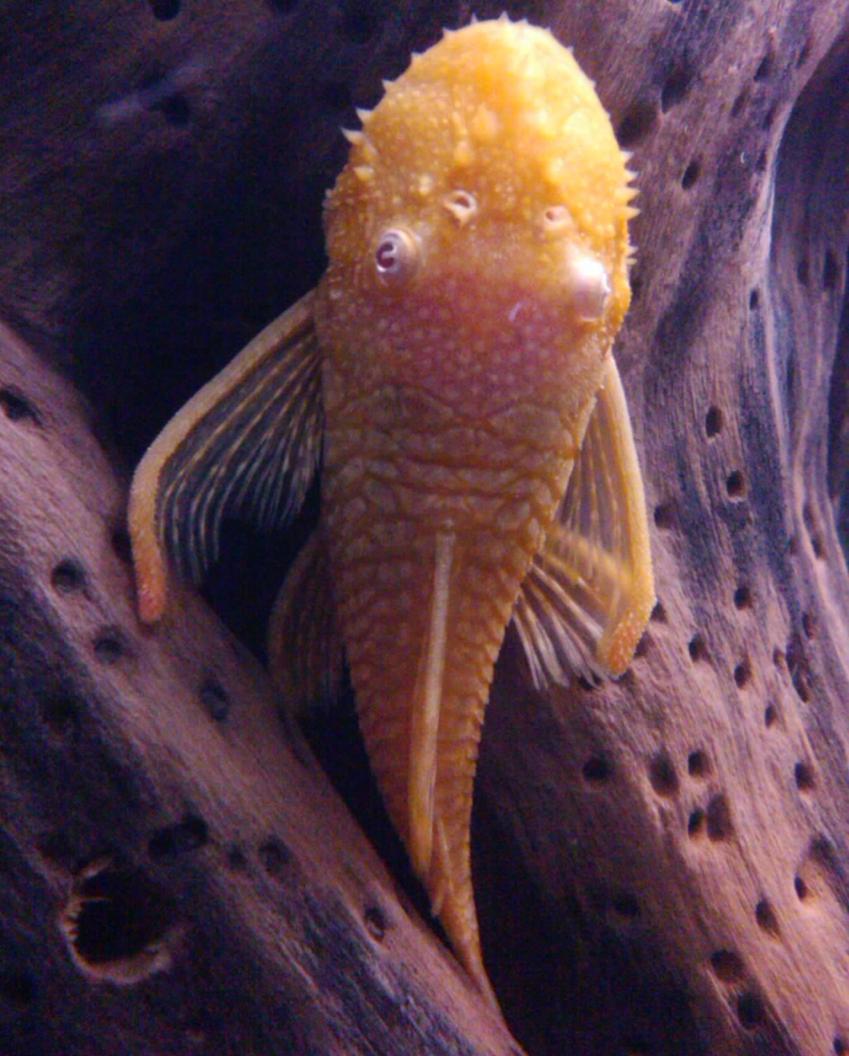 Rated #42: Freshwater Fish - Ancistrus Sp. - Bushy Nose Pleco Stocking In 65 Gallons Tank
