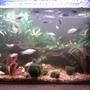 25 gallons freshwater fish tank (mostly fish and non-living decorations) - 2 foot, 25 gall (UK) tropical community tank