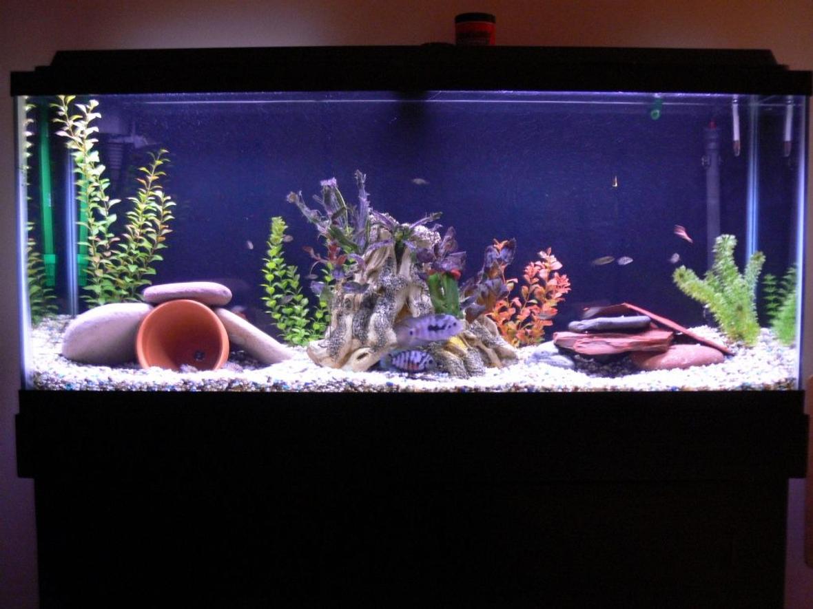 55 gallons freshwater fish tank (mostly fish and non-living decorations) - 55 gal freshwater tank.