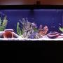 55 gallons freshwater fish tank (mostly fish and non-living decorations) - 55 gal freshwater tank.