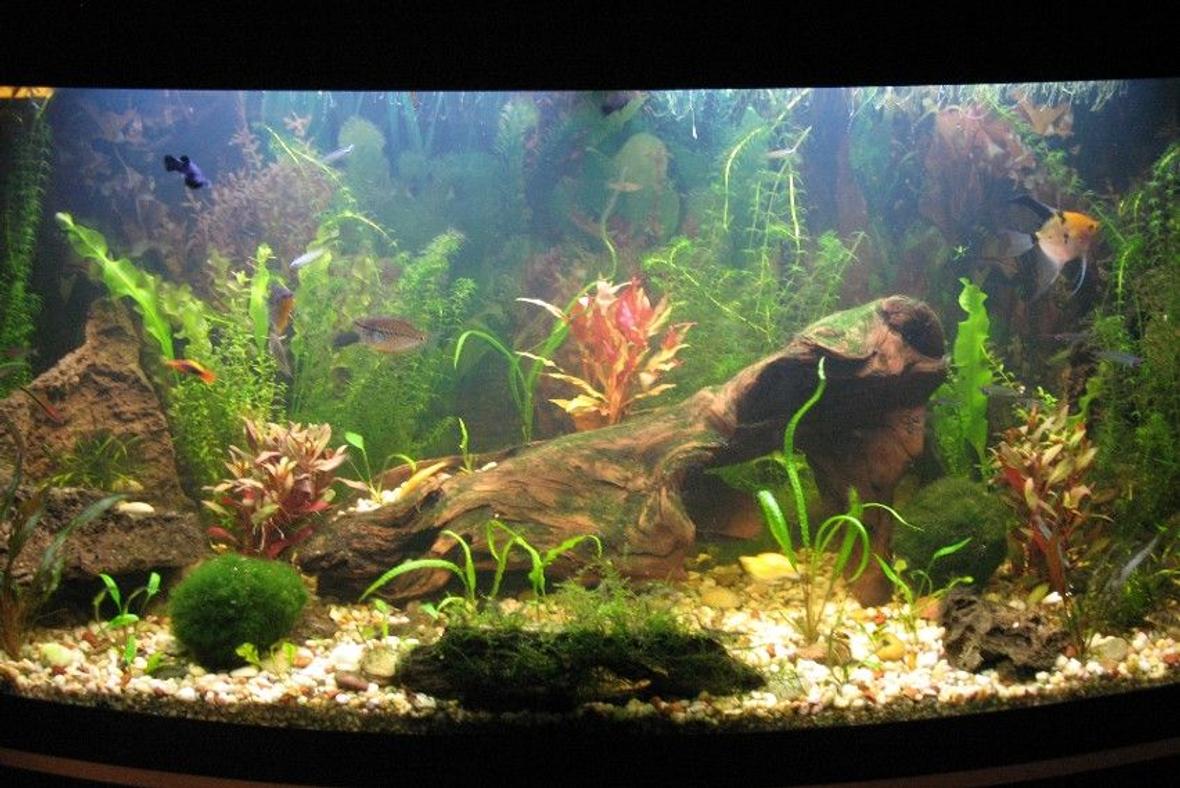 66 gallons planted tank (mostly live plants and fish) - 65.5 gallons. Slightly cloudy due to water change and cleaning.