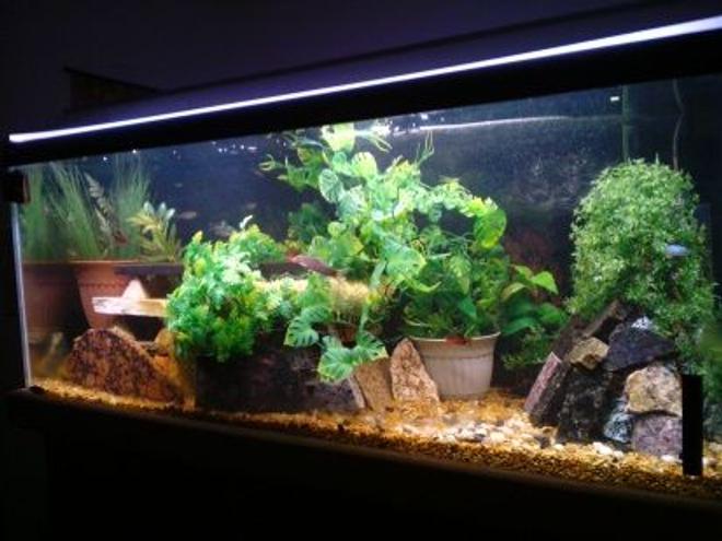 75 gallons freshwater fish tank (mostly fish and non-living decorations) - my 75 gallon tank