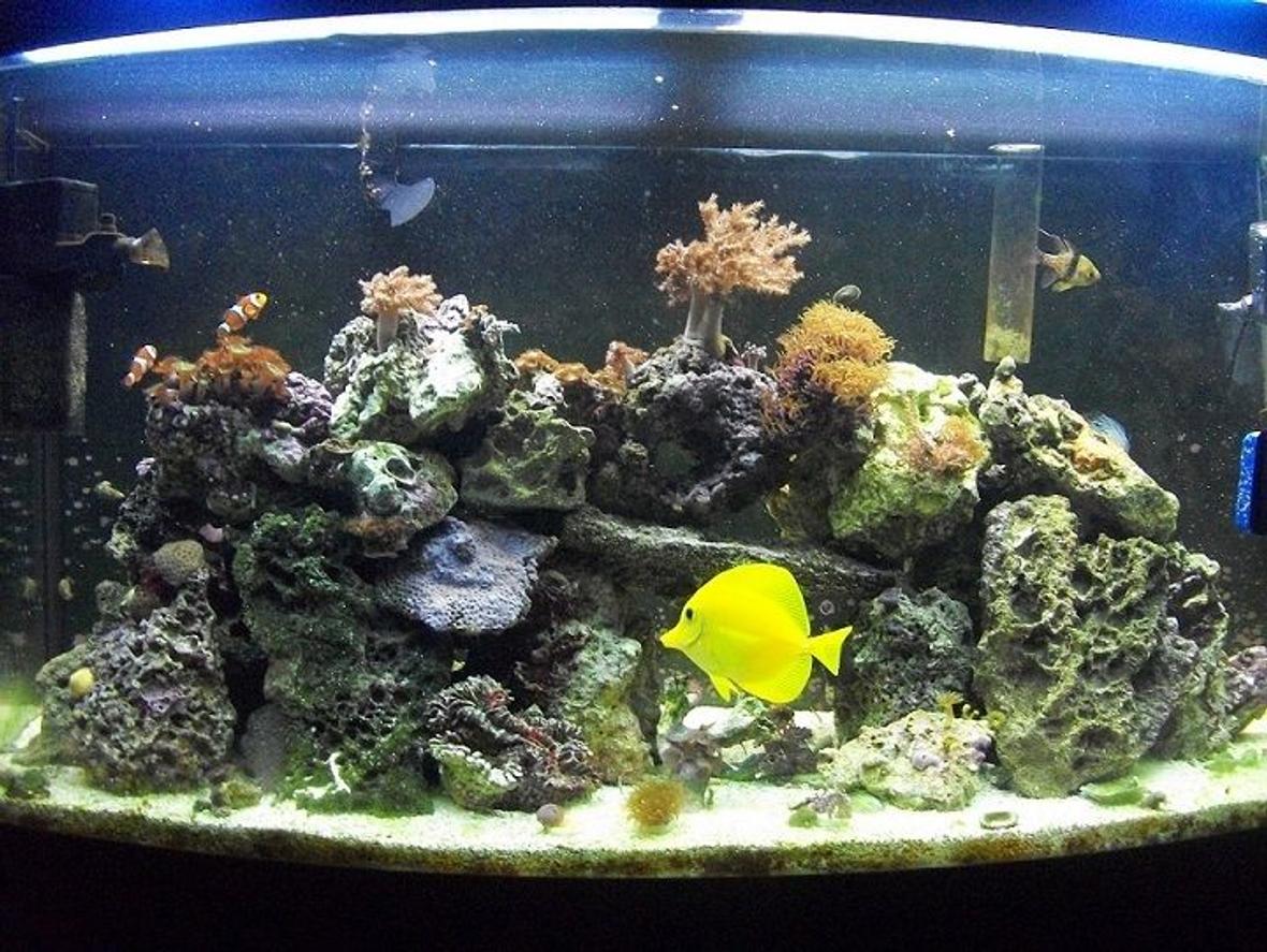 46 gallons reef tank (mostly live coral and fish) - 46 gallon bowfront reef tank 6 months old