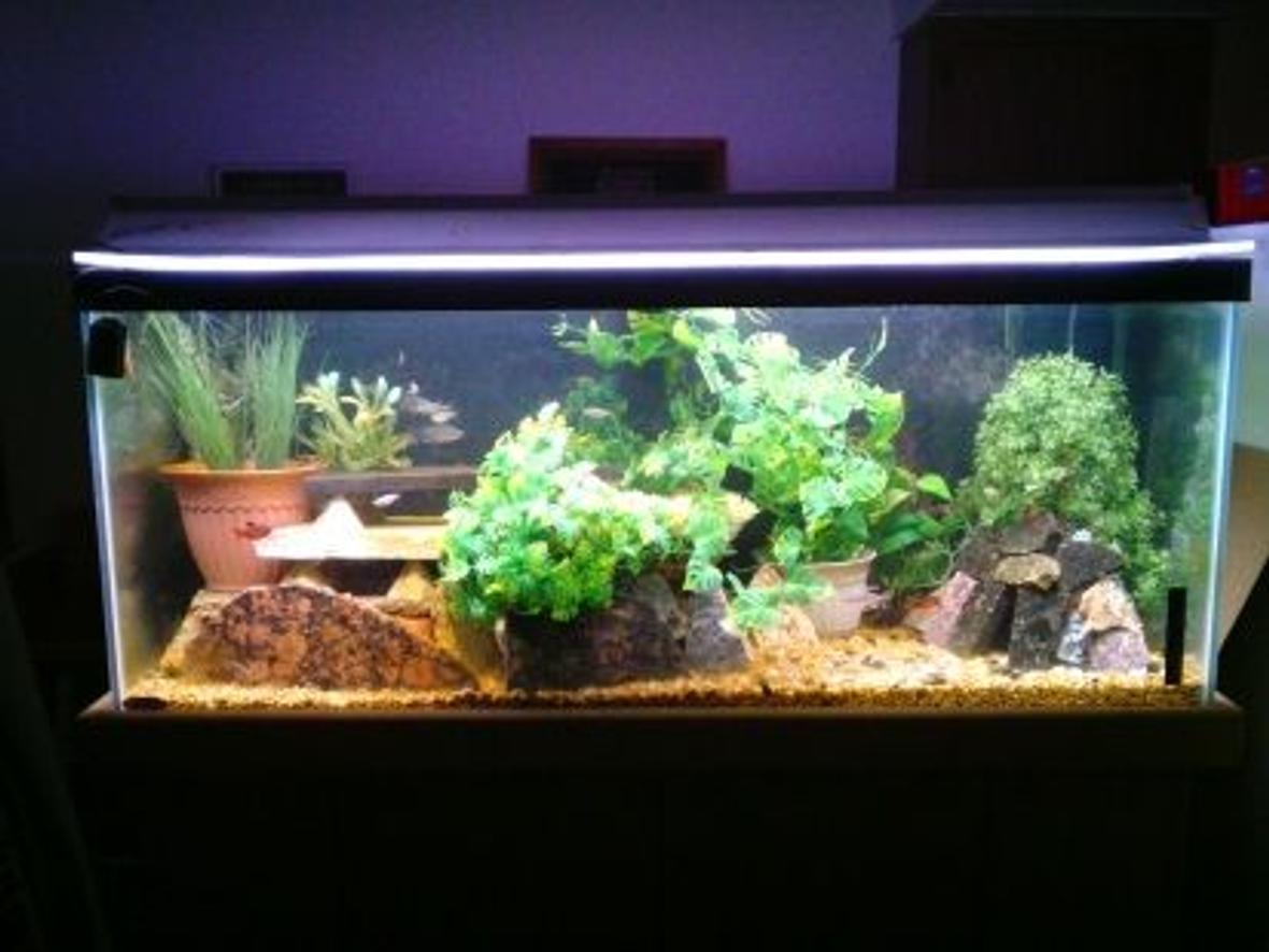 fish tank picture - another front view