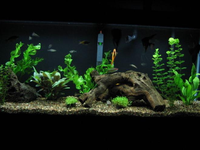 55 gallons planted tank (mostly live plants and fish) - Home Sweet Home