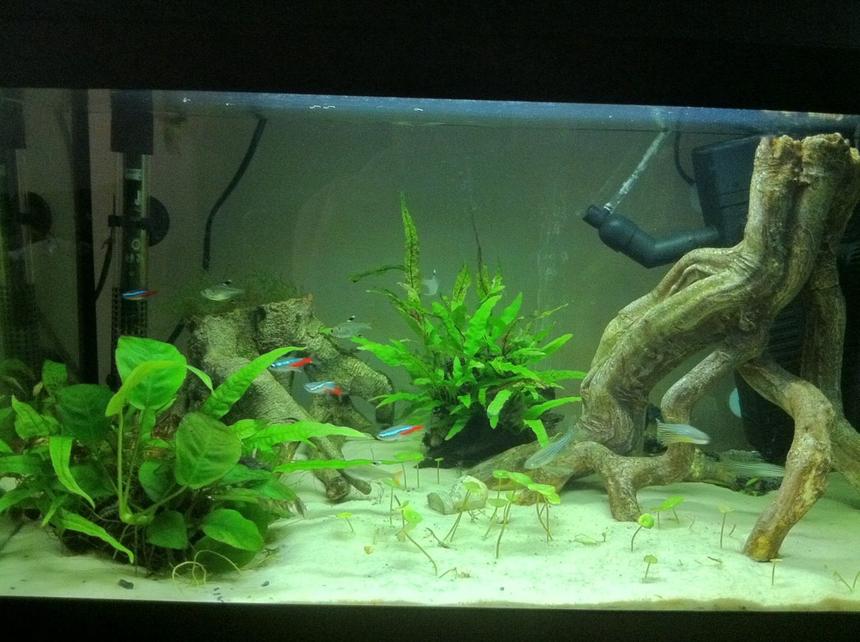 Rated #105: 15 Gallons Planted Tank - My Juwel Korall 60.