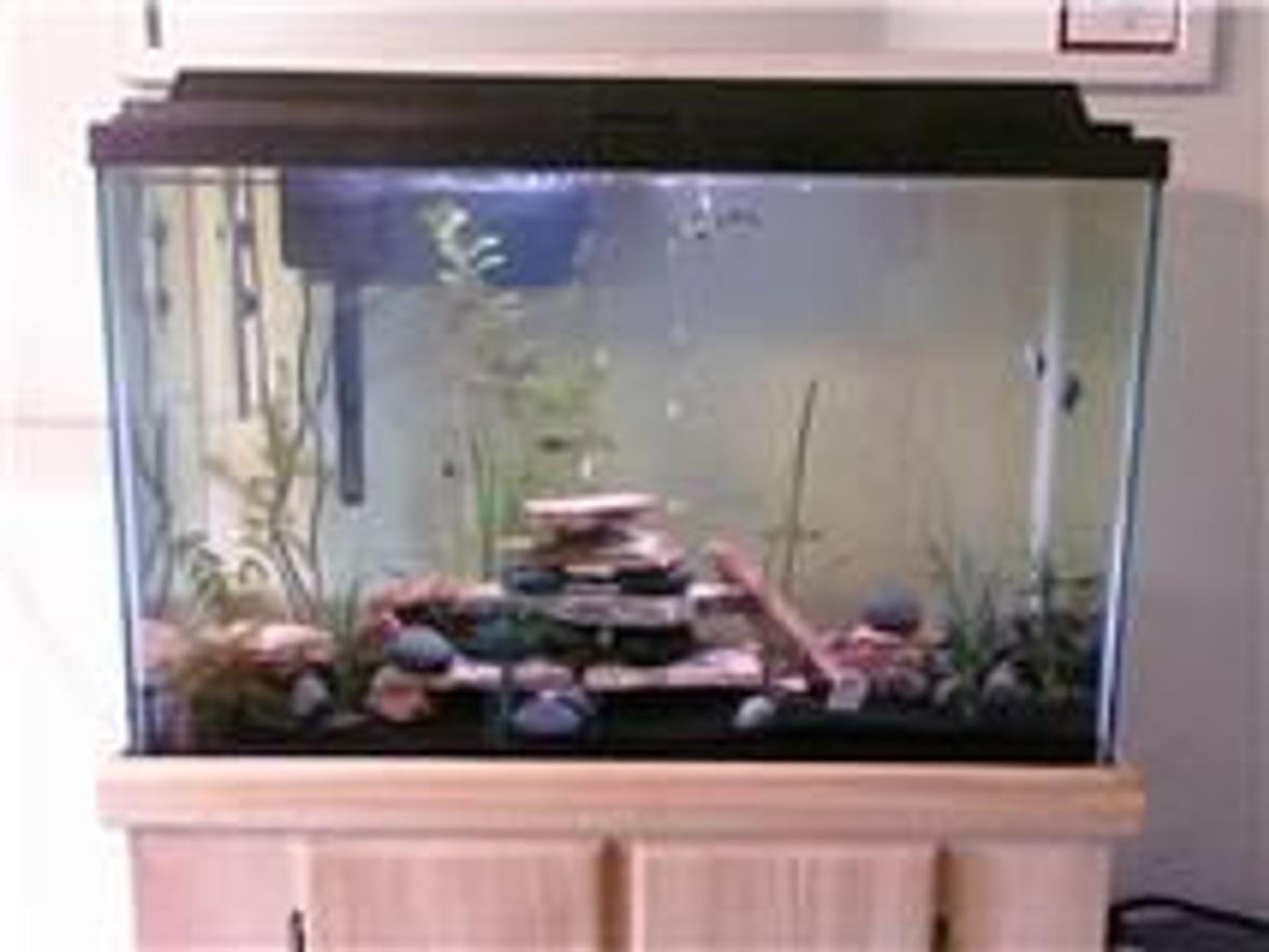 45 gallons planted tank (mostly live plants and fish) - All live plants and fish