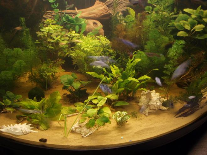80 gallons planted tank (mostly live plants and fish) - my tank