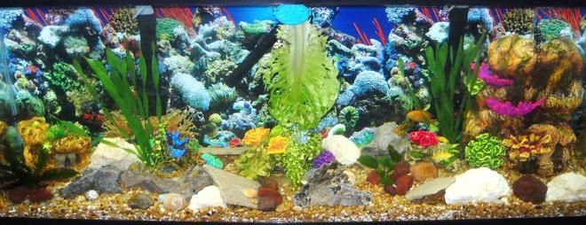 55 gallons reef tank (mostly live coral and fish) - 55g african cichlid