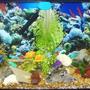 55 gallons reef tank (mostly live coral and fish) - 55g african cichlid