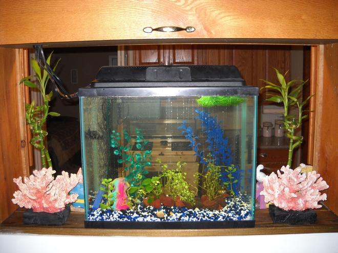 55 gallons planted tank (mostly live plants and fish) - 14g platy tank planted