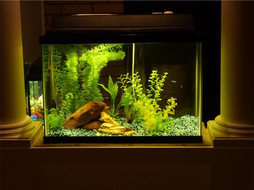 Rated #183: 20 Gallons Freshwater Fish Tank - I made the mistake of buying a poor quality tank, filter, gravel, plants, everything. Believe me, I ended up spending way more than I could have if I'd started with the best.