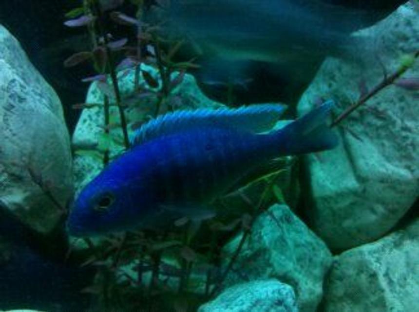 Rated #83: Freshwater Fish - Sciaenochromis Ahli - Electric Blue Cichlid Stocking In 55 Gallons Tank - Electric Blue