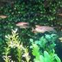 fish tank picture - Snapshot of my Danio's.