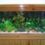 65 gallons planted tank (mostly live plants and fish) - The front view of my tank.