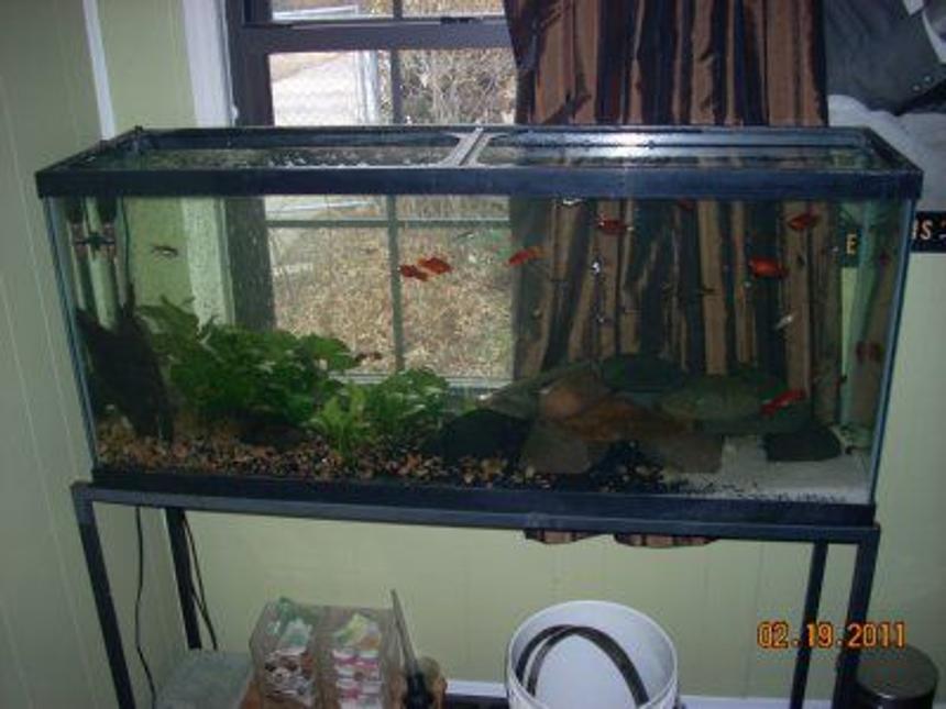 Rated #182: 55 Gallons Planted Tank - no filtration; no chemicals added; no overhead lighting (only natural sunlight); one 400 watt Theo heater and 2 bubble flexible wands powered by one air pump...over 45 fish; over 25 snails; live anubias plants; malaysian wood; river rock; white sand with river pebble - crystal clear all natural ecosystem