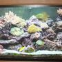 125 gallons reef tank (mostly live coral and fish) - My Reef Tank That i built into my pool room wall