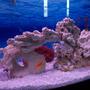 fish tank picture - Our tank 2