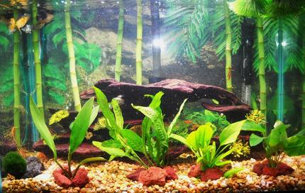 55 gallons planted tank (mostly live plants and fish) - 20g planted
brackish 
assorted mollies
driftwood
lava rocks
-what rating would you give this tank?-