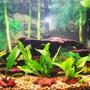 55 gallons planted tank (mostly live plants and fish) - 20g planted brackish assorted mollies driftwood lava rocks -what rating would you give this tank?-