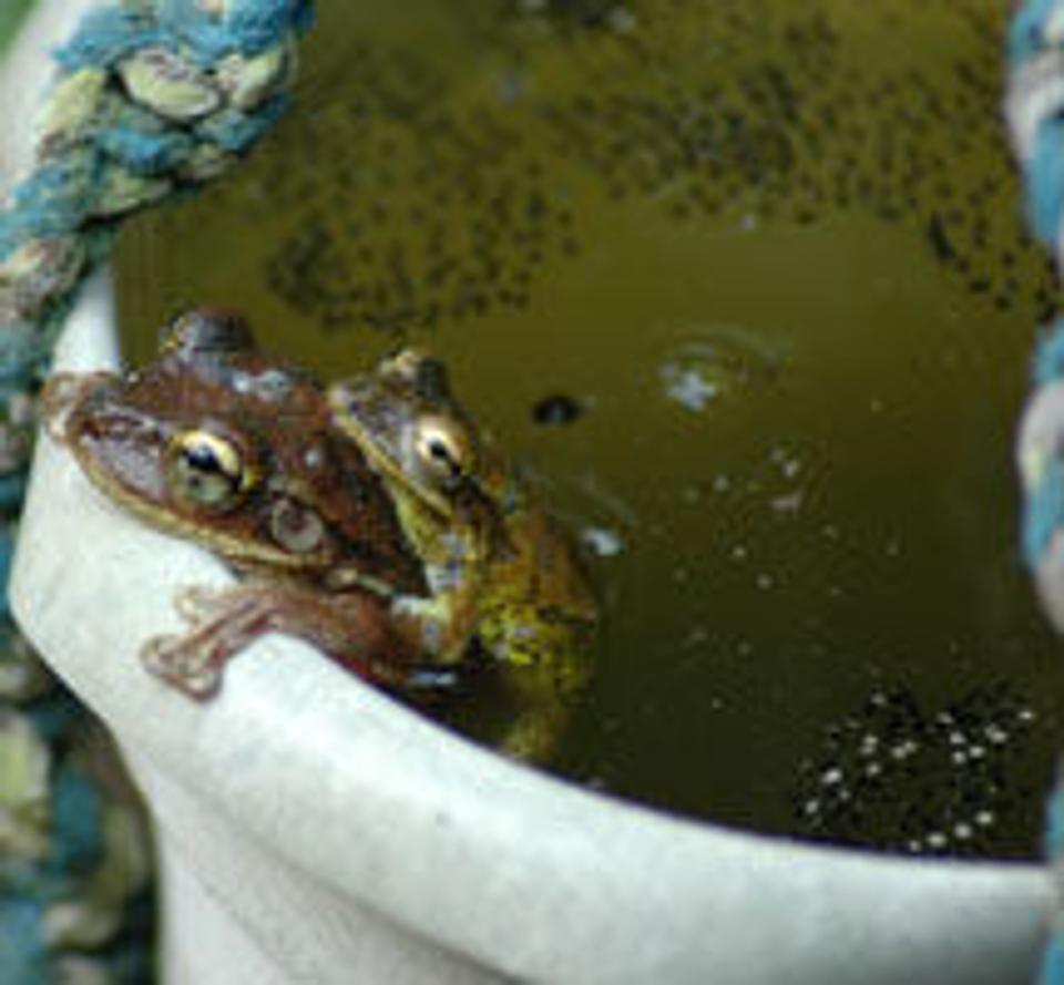 corals inverts - hymenochirus boettgeri - african dwarf frog stocking in 500 gallons tank - A visit from the frogs