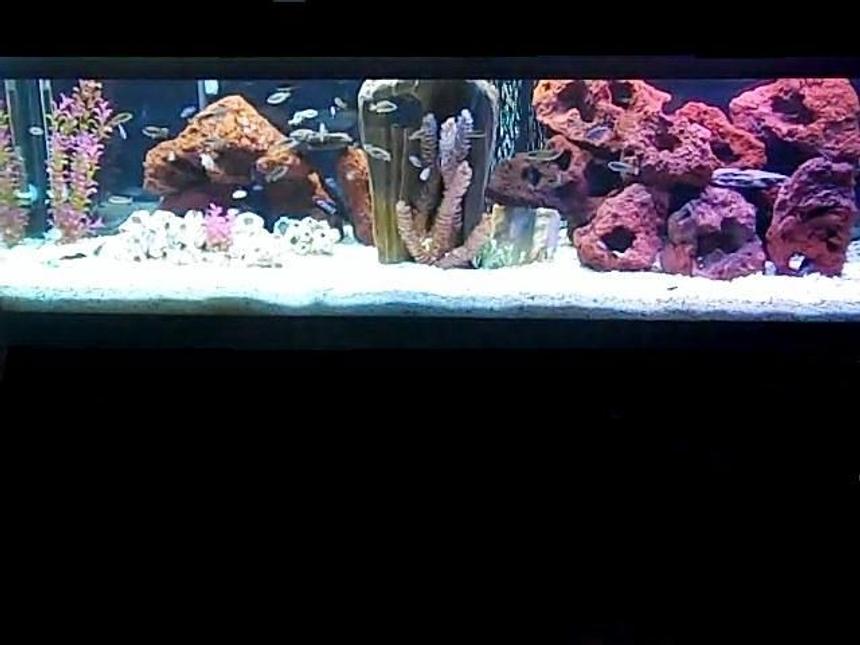 Rated #56: 125 Gallons Freshwater Fish Tank - 125g African Cichlid tank (Malawi and Victorian)